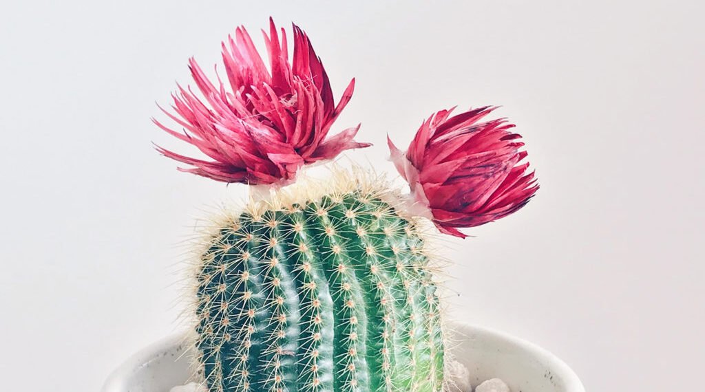 Cactus Care