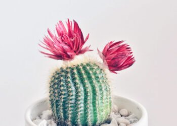 Cactus Care