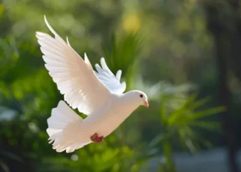 Symbols of peace, spirituality, hope, renewal, transformation, and love,”