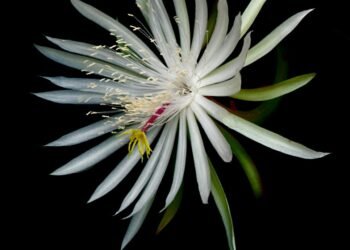 QUOTES ON FLOWER