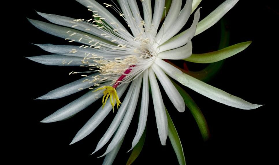 QUOTES ON FLOWER