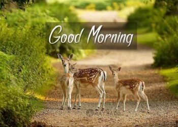 Good Morning