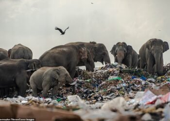 আৱৰ্জনাৰ পাহাৰত বন্যহস্তীৰ জাক…