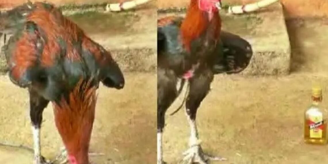 Liquor addict rooster