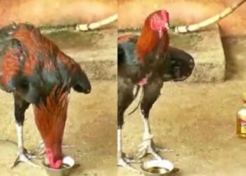 Liquor addict rooster