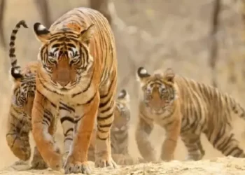 মধ্যপ্ৰদেশৰ ব্যাঘ্ৰ সংৰক্ষণ কেন্দ্ৰত একেলগে পাচঁটা পোৱালি জন্ম দিছে বাঘিনীয়ে । 