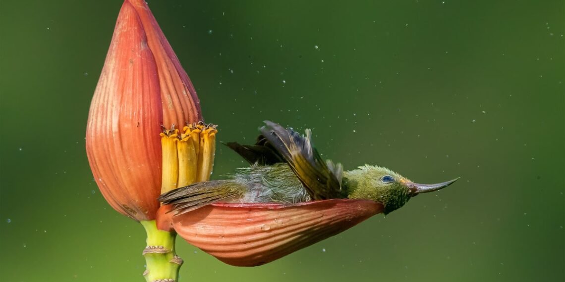 Bird