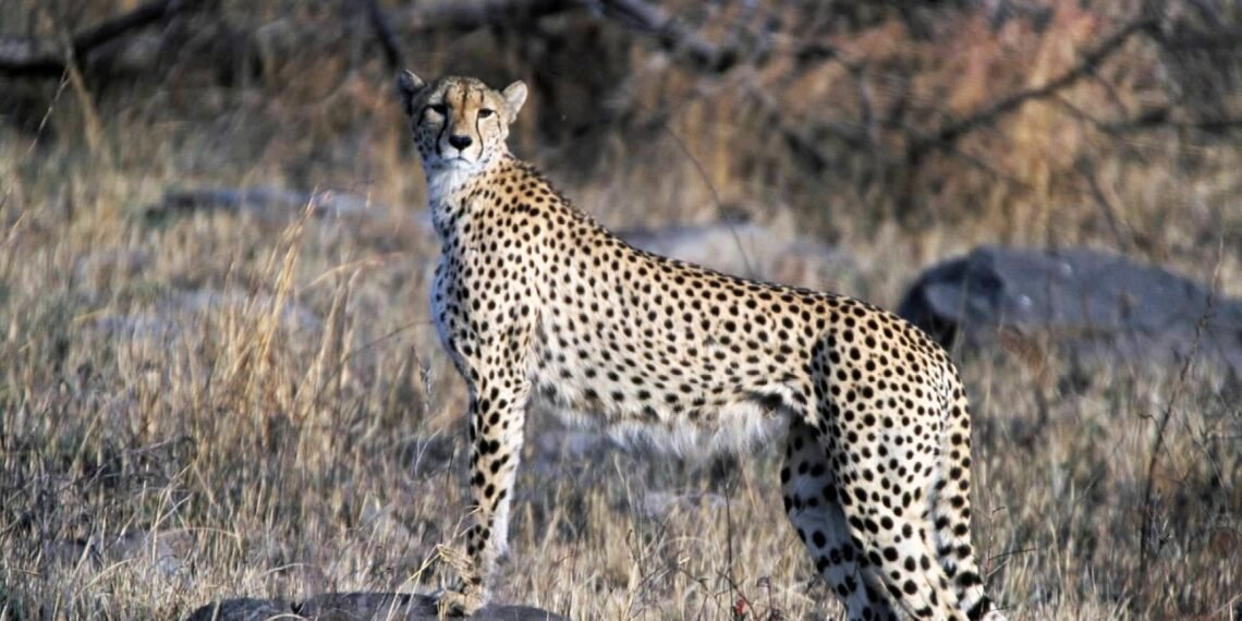 World’s Fastest Animals Cheetahs