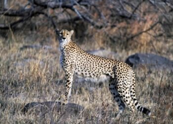 World’s Fastest Animals Cheetahs