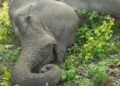 Killing of Wild Elephant’s In Manas National Park