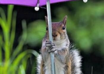 Umbrella