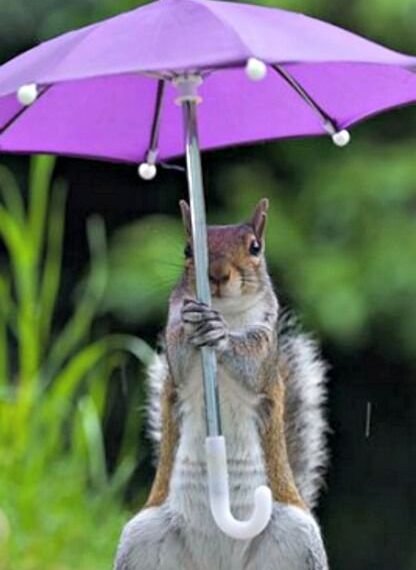Umbrella