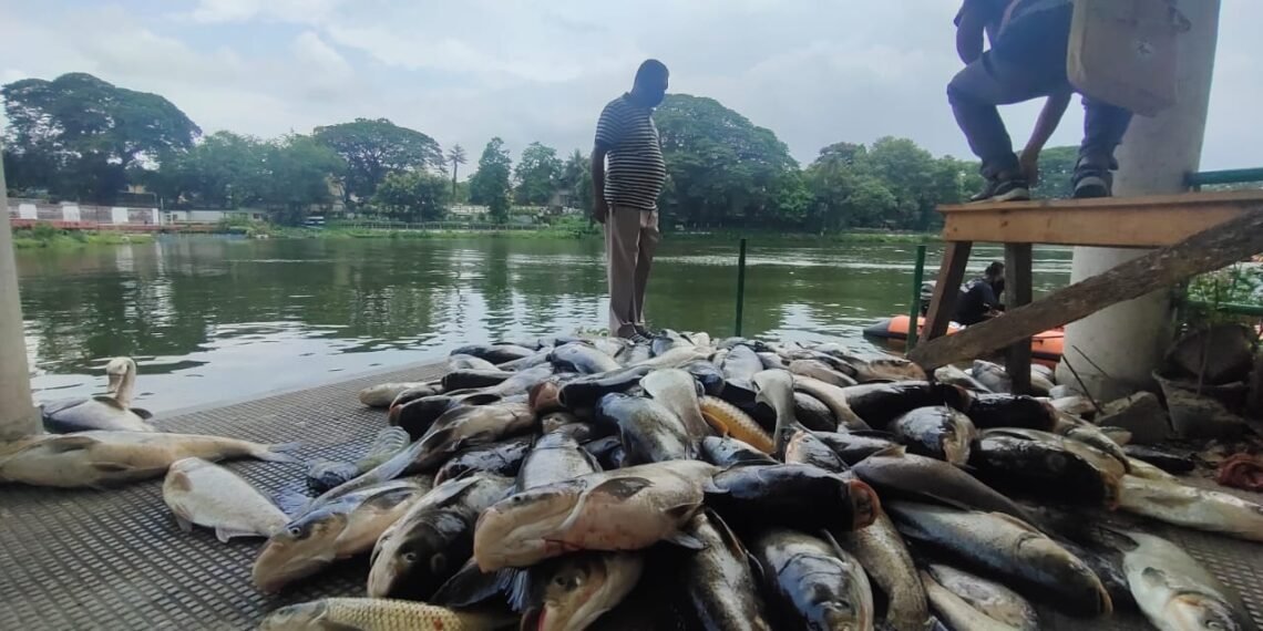 দীঘলীপুখুৰীত মৰা মাছৰ উজান! কিন্তু কেনেকৈ হ’ল ইমান মাছৰ মৃত্যু?