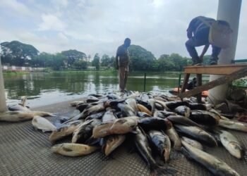 দীঘলীপুখুৰীত মৰা মাছৰ উজান! কিন্তু কেনেকৈ হ’ল ইমান মাছৰ মৃত্যু?