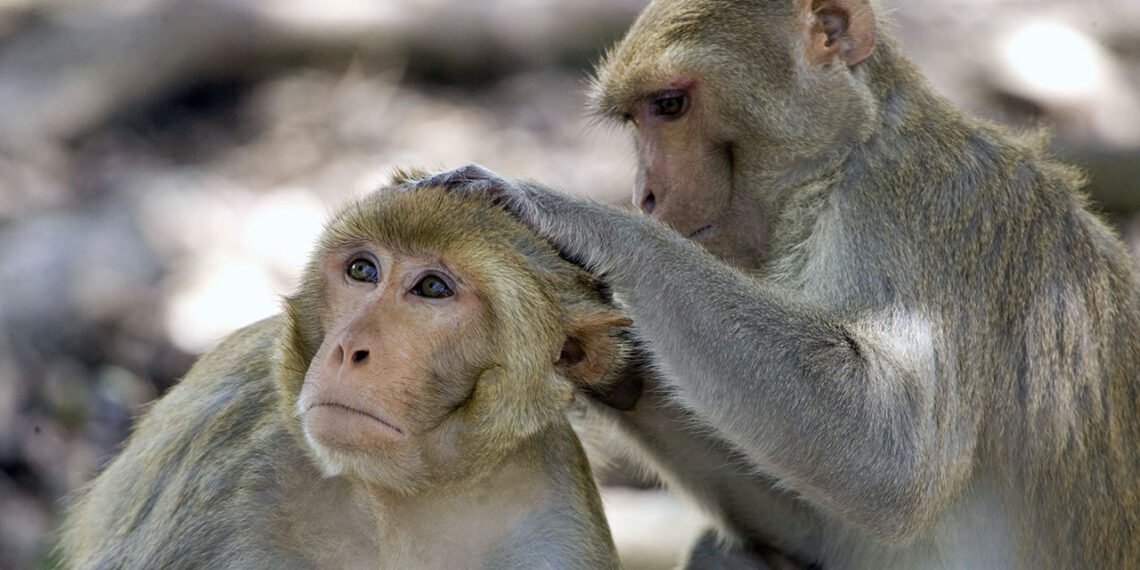 চীনত এইবাৰ আহিল Monkey B ভাইৰাছ; এজনৰ মৃত্যু, কি এইবিধ ভাইৰাছ?