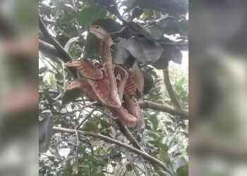 অনুমান কৰক কি এইবিধ বিচিত্ৰ প্ৰাণী? ৯০ শতাংশ লোকৰে উত্তৰ ভুল…