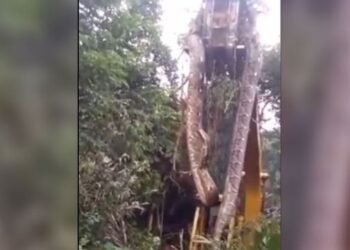 যিয়ে ভিডিঅ’টো দেখিছে, সেই সকলোৰে মুখত- ইমান ডাঙৰ সঁচাকৈয়ে; Viral Video