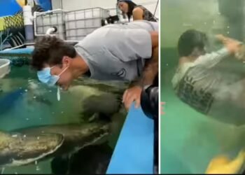 ভয়ংকৰ Video: মাছক মুখেৰে খাদ্য খুৱাব গৈ লটি-ঘটি যুৱকৰ; চাওক কি হ’ল পৰিণতি…