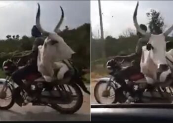 ইয়াকে কয় Desi Jugaad; বাইকৰ পাছফালৰ আসনত মানুহৰ পৰিৱৰ্তে বহিল গৰু, চাওক Viral Video