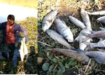 কৰুণ ঘটনা! আত্মসহায়ক গোটৰ পুখুৰীত দুৰ্বৃত্তই ঢালিলে বিহ; প্ৰায় ডেৰ লক্ষাধিক টকাৰ মাছৰ মৃত্যু, ১০জন যুৱকে মিলি খুলিছিল গোটটো