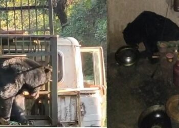 খাদ্যৰ সন্ধানত বনাঞ্চলৰ পৰা জনাঞ্চললৈ! পাকঘৰত সোমাই ভাতকে খালে ভালুকে