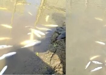 হাজোৰ গৰ্জন বিলত দুৰ্বৃত্তই ঢালিলে বিহ; কুইণ্টলে কুইণ্টলে মাছৰ মৃত্যু