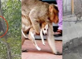 প্ৰতিশোধ ল’বলৈ বান্দৰে হত্যা কৰিলে ২৫০টা কুকুৰৰ পোৱালিক; আৰক্ষীয়ে আটক কৰিলে ২টা বান্দৰক, ঘটনাটো কি আচলতে