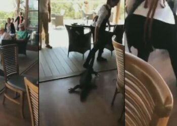 ৰেষ্টুৰেণ্টত খাদ্য খাই থাকোতে হঠাৎ সোমাল ‘ক’লা গুই’; মহিলাই ধৰিলে নেজত আৰু তাৰ পিছত…চাওক Viral VIDEO