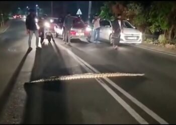 ৰাস্তাত হঠাৎ দেখা গ’ল প্ৰকাণ্ড সাপ; তাৰ পিছত কি হ’ল, সেয়া জানিবলৈ চাব লাগিব Viral Video