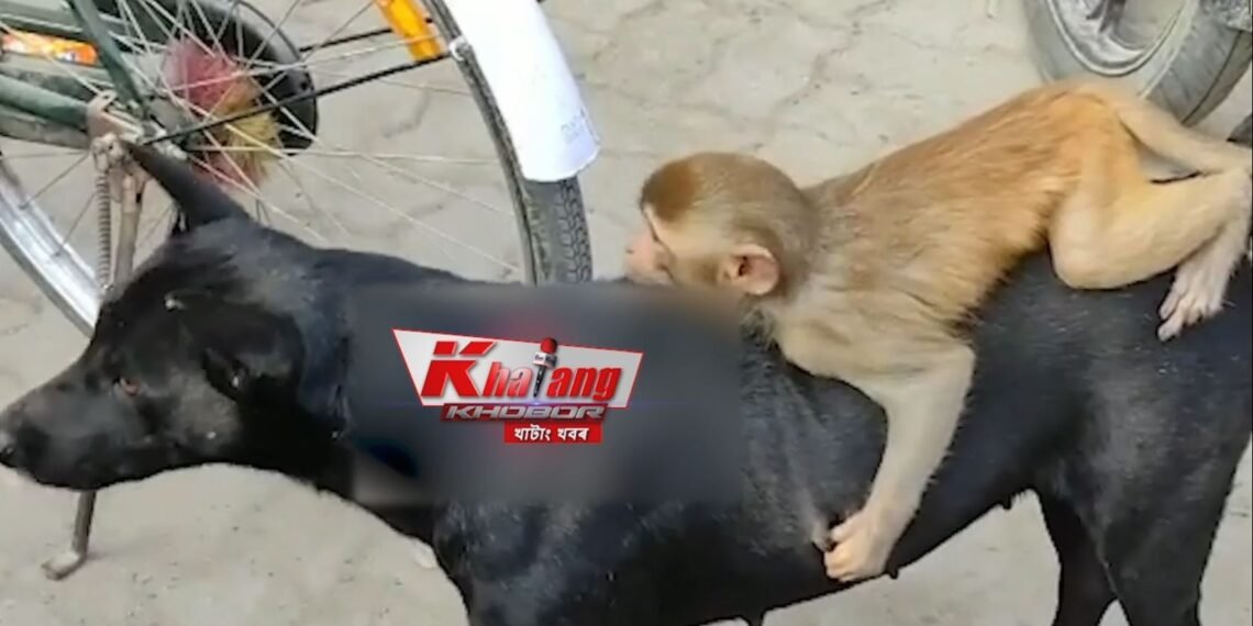 এফালে মানুহে মানুহৰ মাজত খোৱা-কামোৰা; আনফালে দুই প্ৰজাতিৰ জন্তুৰ মাজত মৰম-ভালপোৱা, বাক্সাত বান্দৰে কুকুৰৰ গাখীৰ খোৱা Video ভাইৰেল