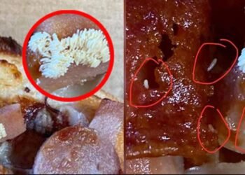 Pizza ভালপোৱা লোকসকল হৈ যাওক সাৱধান! ওলাল জীৱিত পোকৰ দ’ম; দেখিলে লাগিব ঘীণ!