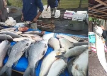 Uruka Fish Market: ৰৌ, বৰালি, চিতল, আঁৰি, ভকুৱা…কোনখন বজাৰত কাৰ কিমান ওজন! বজাৰত উপলব্ধ কেতবোৰ ডাঙৰ ডাঙৰ মাছৰ কেইবাখনো Photo