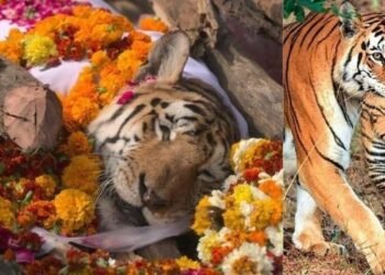 Goodbye super mom: ২৯টা পোৱালি জন্ম দিয়া বাঘিনীৰ মৃত্যু; মধ্যপ্ৰদেশৰ পেঞ্চ টাইগাৰ ৰিজাৰ্ভত সংঘটিত হৈছে এই কৰুণ ঘটনা
