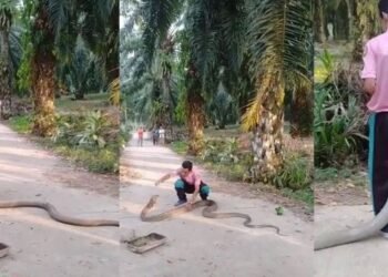 এজন লোকে ১৪ ফুট দীঘল King Cobraক হাতেৰে ধৰিলে; ভিডিঅ’টো চালে আপোনাৰো কঁপি উঠিব গা, চাওক Viral Video