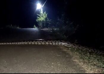 ইমান ডাঙৰ সঁচাকৈয়ে? প্ৰকাণ্ড অজগৰ (Python) দেখি সকলোৰে মেলা চকু মেলিয়েই থাকি ৰ’ল, চাওক Viral Video