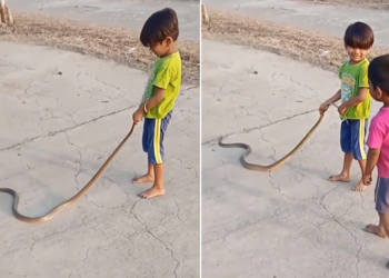 নেগুৰত ধৰি সাপৰ (Playing With Snake) সৈতে খেলা এটি কণমানি শিশুৰ Video Viral; ভিডিঅ’টো চালে আপোনাৰো গাৰ নোম শিঁয়ৰি উঠিব