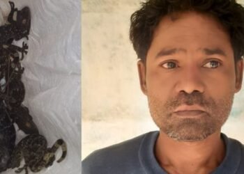 ৫টা কেকো সাপসহ ব্যৱসায়ীক গ্ৰেপ্তাৰ; দীৰ্ঘদিনে কেকো সাপৰ ব্যৱসায়ৰ লগত জড়িত হৈ আছিল ব্যৱসায়ী পৰেশ বাঢ়ৈ