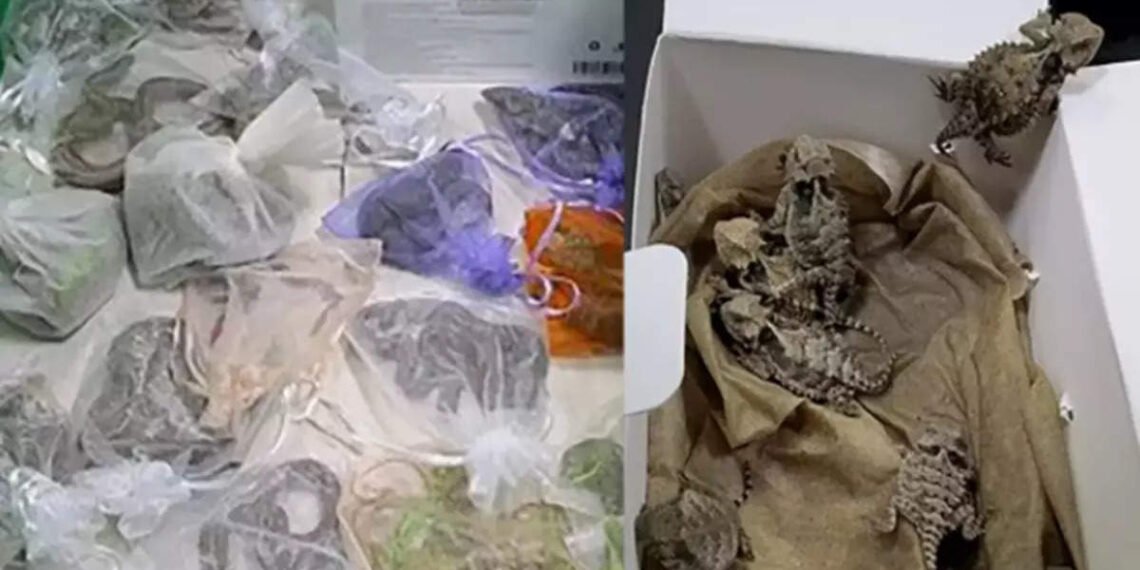 Extra level Smuggling; এজন ট্ৰাক চালকে ‘গুপ্তাংগ’ত লুকুৱাই লৈ গৈ আছিল ৫২ ডাল জীৱিত সাপ; ধৰা পৰিল এনেদৰে…
