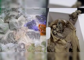 Extra level Smuggling; এজন ট্ৰাক চালকে ‘গুপ্তাংগ’ত লুকুৱাই লৈ গৈ আছিল ৫২ ডাল জীৱিত সাপ; ধৰা পৰিল এনেদৰে…