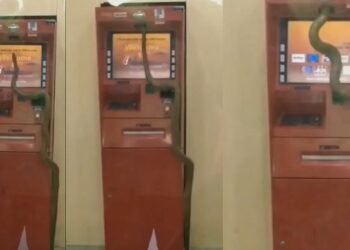 ATM মেচিনত সোমাল এডাল প্ৰকাণ্ড সাপ; বাহিৰত ৰৈ থাকিল মেচিনৰ পৰা টকা উলিয়াবলৈ অহা লোক, আতংকিত হৈ পৰে সকলো, চাওক Viral Video