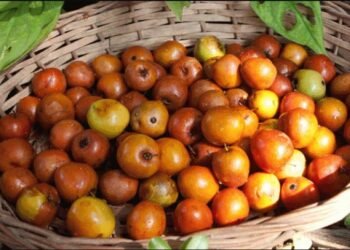 Food: স্বাস্থ্যৱান হৈ থাকিবলৈ বগৰী (Jujube) খাওক; স্বাস্থ্যই পাব আচৰিত লাভালাভ, আহক জানো কি কি?