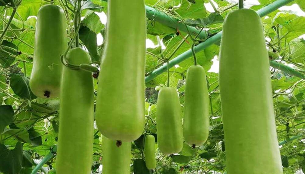 Health Tips: পানীলাউ (Gourd) খাবলৈ দিলে নাখাও বুলি নক’ব; যদি কয় আপোনাৰে হ’ব লোকচান, পিছে লাভ কি কি আহক জানি লওঁ