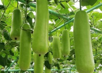 Health Tips: পানীলাউ (Gourd) খাবলৈ দিলে নাখাও বুলি নক’ব; যদি কয় আপোনাৰে হ’ব লোকচান, পিছে লাভ কি কি আহক জানি লওঁ
