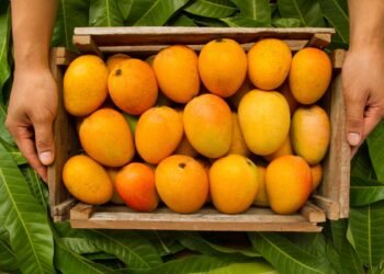 Health Tips: কি পকা আম, কি কেঁচা আম (Mango)…দুয়োটাই আপোনাৰ বাবে লাভজনক; কেৱল প্ৰতিদিনে খোৱা আৰম্ভ কৰক, পিছে জানি লওঁ আহক লাভালাভবোৰ কি কি?