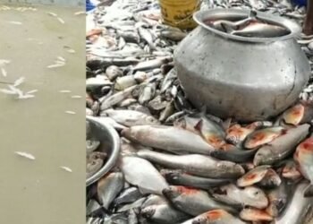 নিকৃষ্ট কাণ্ড! ৩টা পুখুৰীত দুৰ্বৃত্তই ঢালিলে বিহ; কুইণ্টলে কুইণ্টলে মাছৰ মৃত্যু, প্ৰায় ১২ লাখ টকাৰ নিধন কৰিলে মাছ
