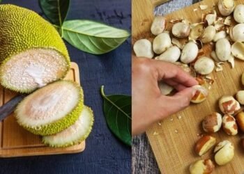 Health Tips: কেৱল কেঁচা কঠালে (Raw Jackfruit) নহয়; পকা কঠালৰ গুটিৰো (Seed) আছে লাভালাভ, যদি কটাৰ এলাহতে নাখায় তেন্তে আপোনাৰে হ’ব লোকচান, পিছে আহক জানো ইয়াৰ গুণাগুণ