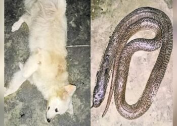 কৰুণ! এইকাৰণে হয়তো কোৱা হয় কুকুৰক ‘প্ৰভুভক্ত’ বুলি! মালিকৰ প্ৰাণ ৰক্ষা কৰিবলৈ সাপৰ সৈতে যুঁজ দিয়ে পোহনীয়া কুকুৰে; হেৰুৱালে প্ৰাণ