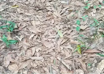 শুকান পাতৰ মাজত লুকাই আছে এডাল বিষাক্ত সাপ; উলিয়াওক বিচাৰি মানি ল’ম স্মাৰ্ট বুলি, ৯৯% শতাংশ লোকৰে উত্তৰে ভুল, চাওক Optical Illusion Viral Photo