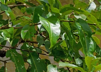 এই গছডালত লুকাই আছে এটা ভেকুলী? উলিয়াওক বিচাৰি মানি ল’ম তীক্ষ্ণ দৃষ্টিৰ গৰাকী বুলি; ৯৯% শতাংশ লোকৰে উত্তৰ ভুল, চাওক Optical Illusion Viral Photo