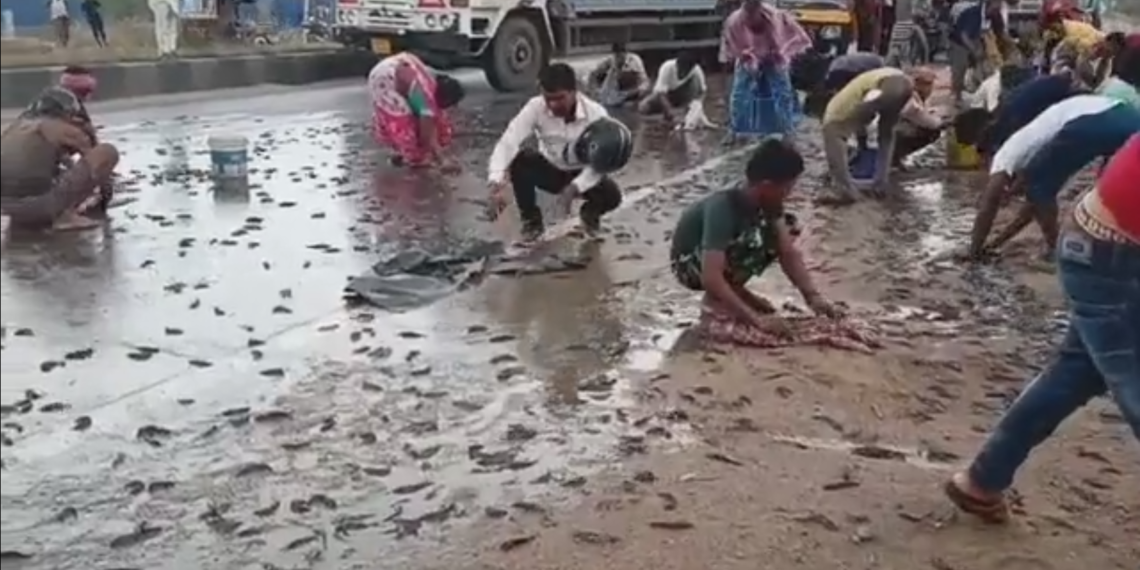 মাজ ৰাস্তাতে মাছৰ বৰষুণ! নিজৰ গন্তব্য স্থান এৰি লাগি গ’ল মাছ বুটলাত; হাতে-হাতে বাল্টি, বাকচ, মুঠতে মাছ বুটলিবলৈ লাগিল প্ৰতিযোগিতা, Watch Viral Video